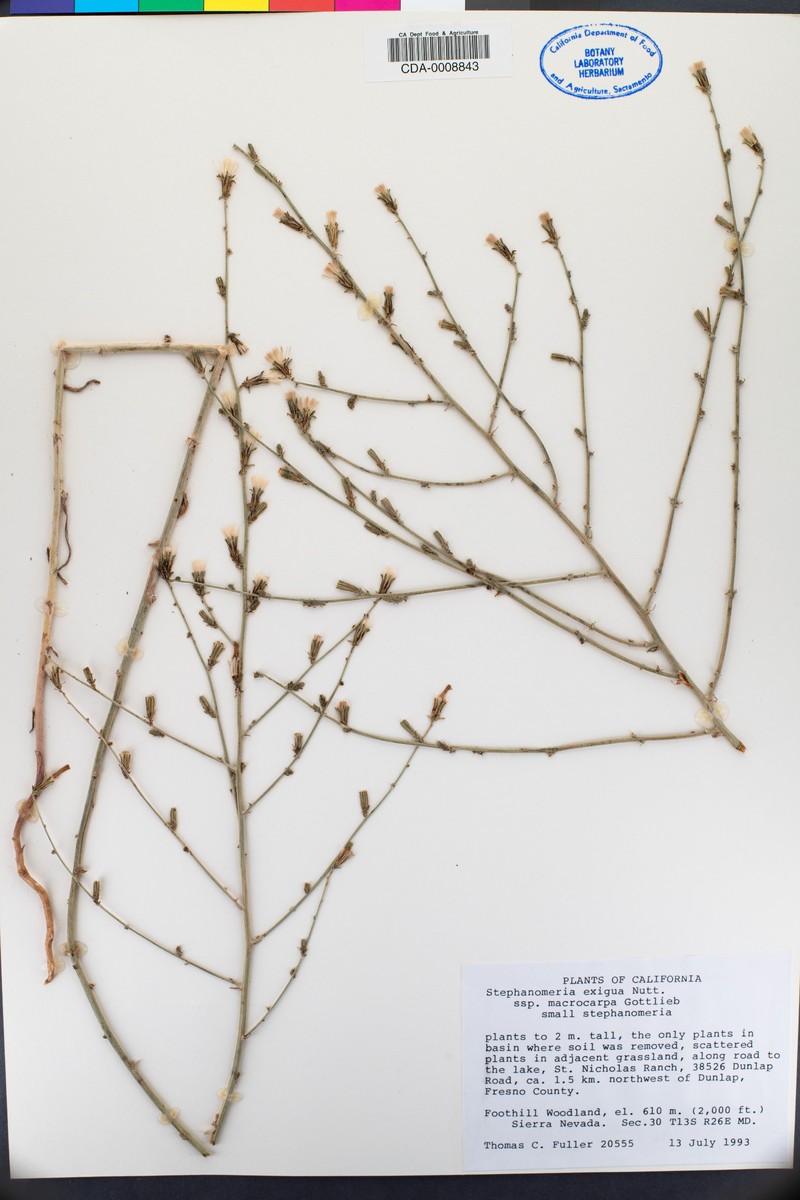 Stephanomeria exigua subsp. macrocarpa photo 6