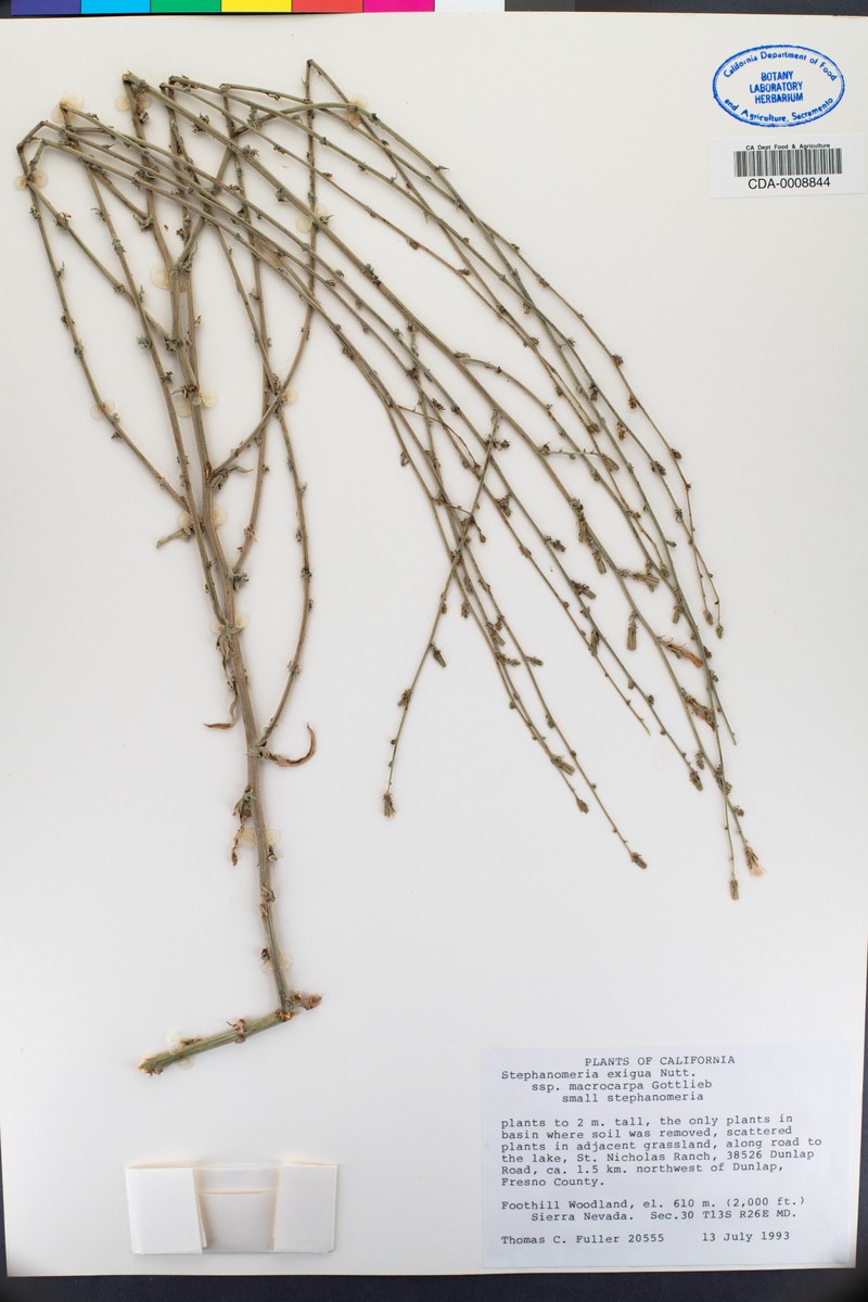 Stephanomeria exigua subsp. macrocarpa photo 7