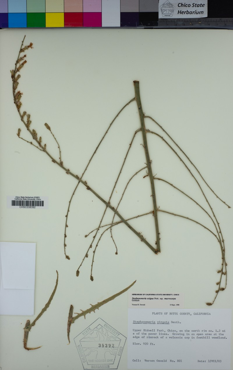 Stephanomeria exigua subsp. macrocarpa photo 8