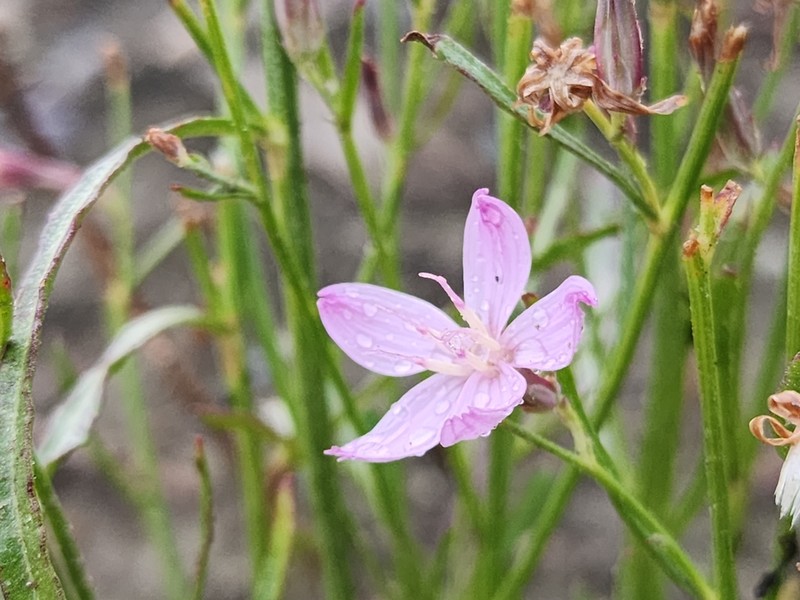 Teton Wirelettuce photo 2