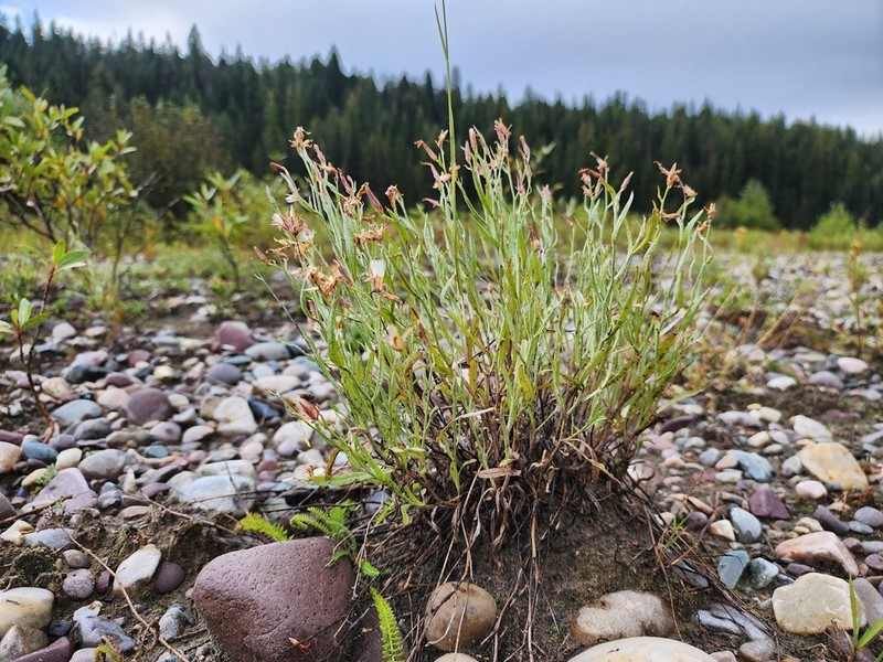 Teton Wirelettuce photo 3