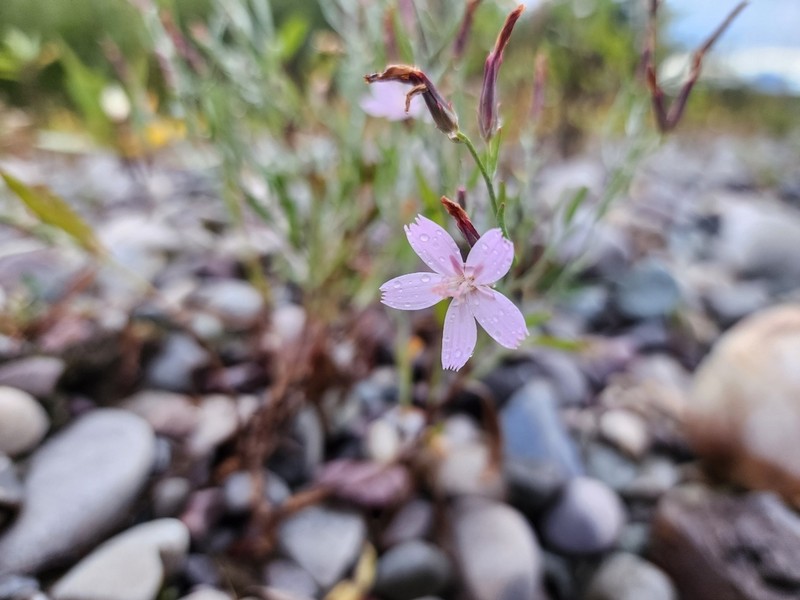 Teton Wirelettuce photo 6