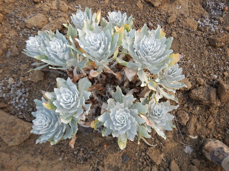 Stephanomeria guadalupensis