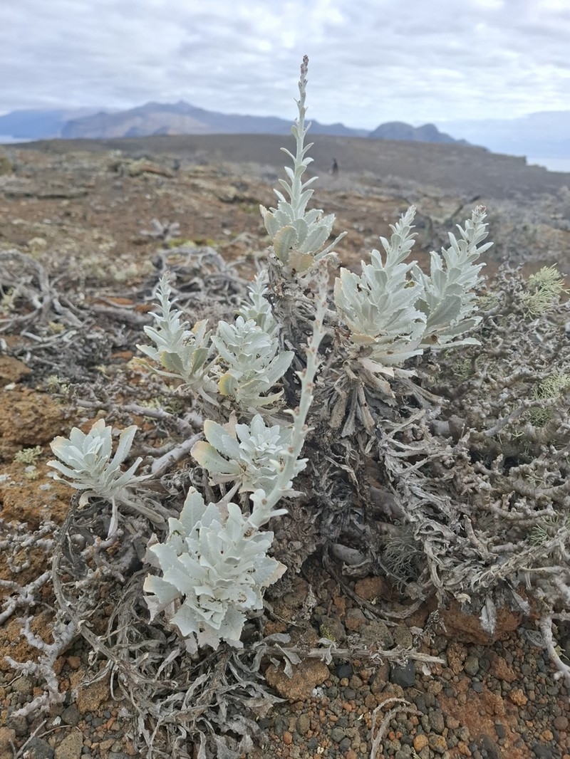 Stephanomeria guadalupensis photo 2
