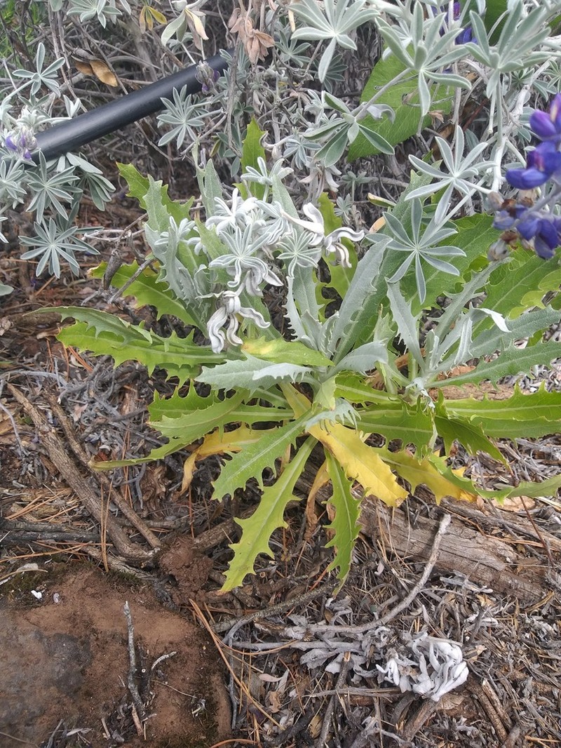 Stephanomeria guadalupensis photo 3
