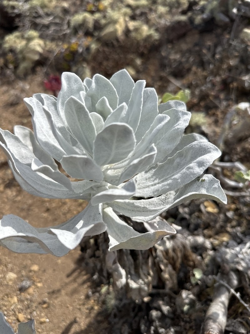 Stephanomeria guadalupensis photo 4