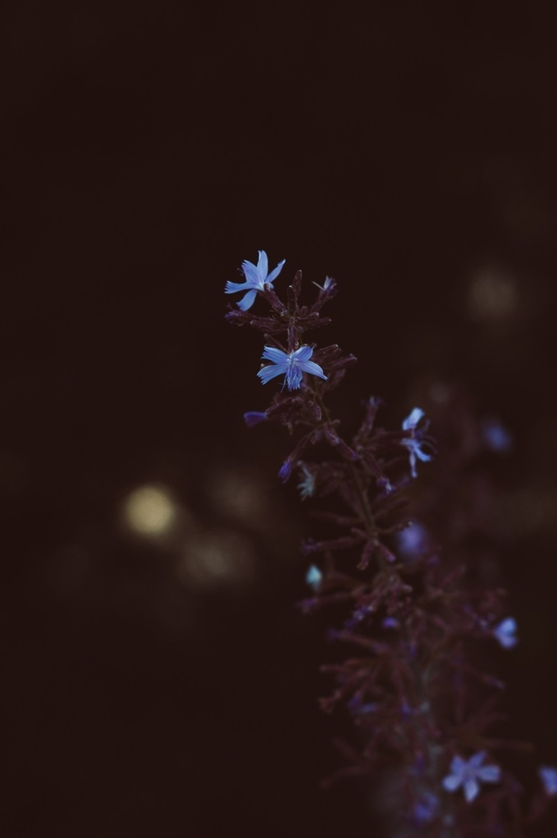 Stephanomeria guadalupensis photo 5