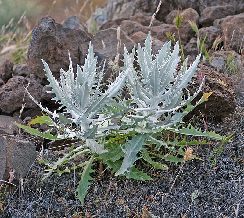 Stephanomeria guadalupensis photo 6
