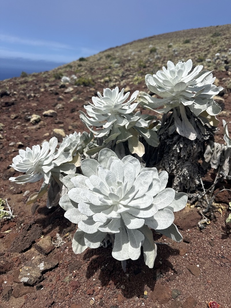 Stephanomeria guadalupensis photo 7