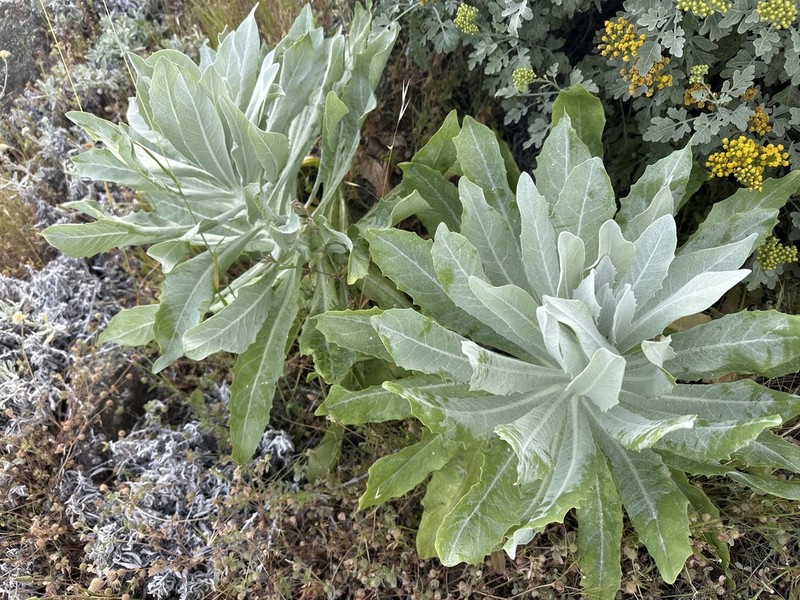 Stephanomeria guadalupensis photo 8