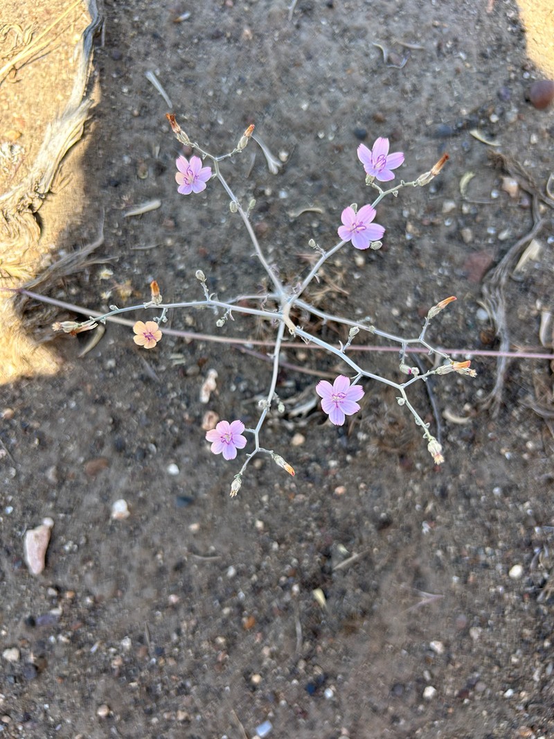 Malheur Wirelettuce photo 3