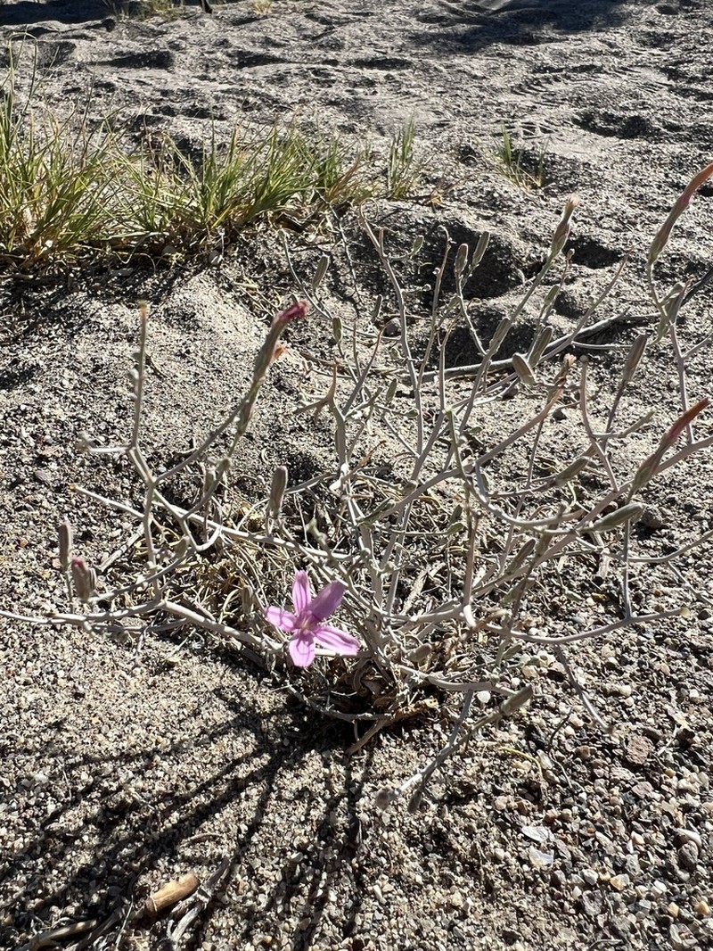Malheur Wirelettuce photo 4