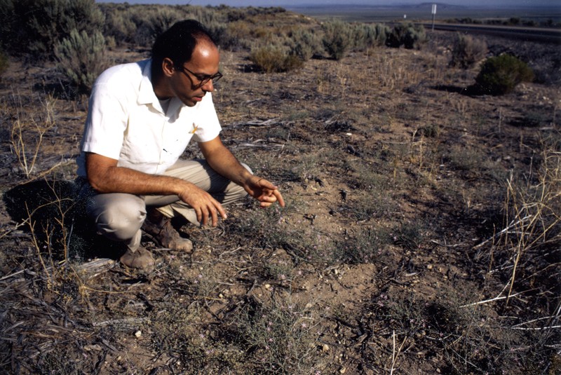 Malheur Wirelettuce photo 2