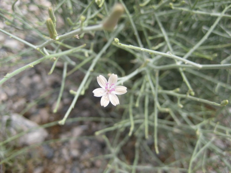 Lesser Wirelettuce