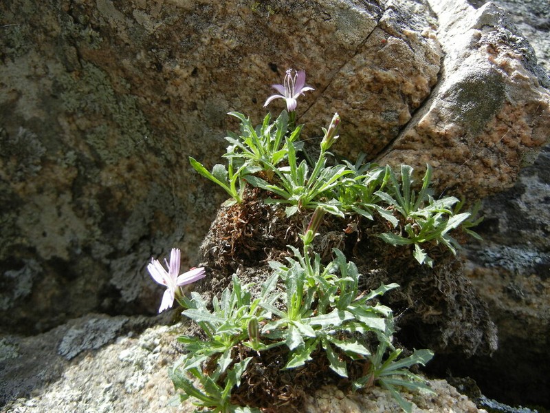 Stephanomeria monocephala