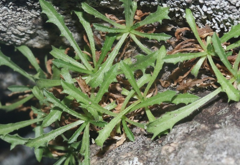 Stephanomeria monocephala photo 3