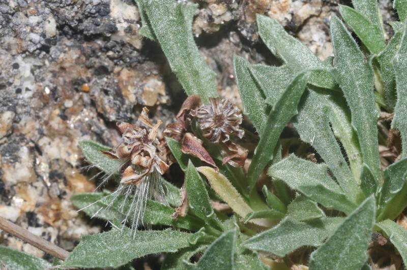Stephanomeria monocephala photo 4