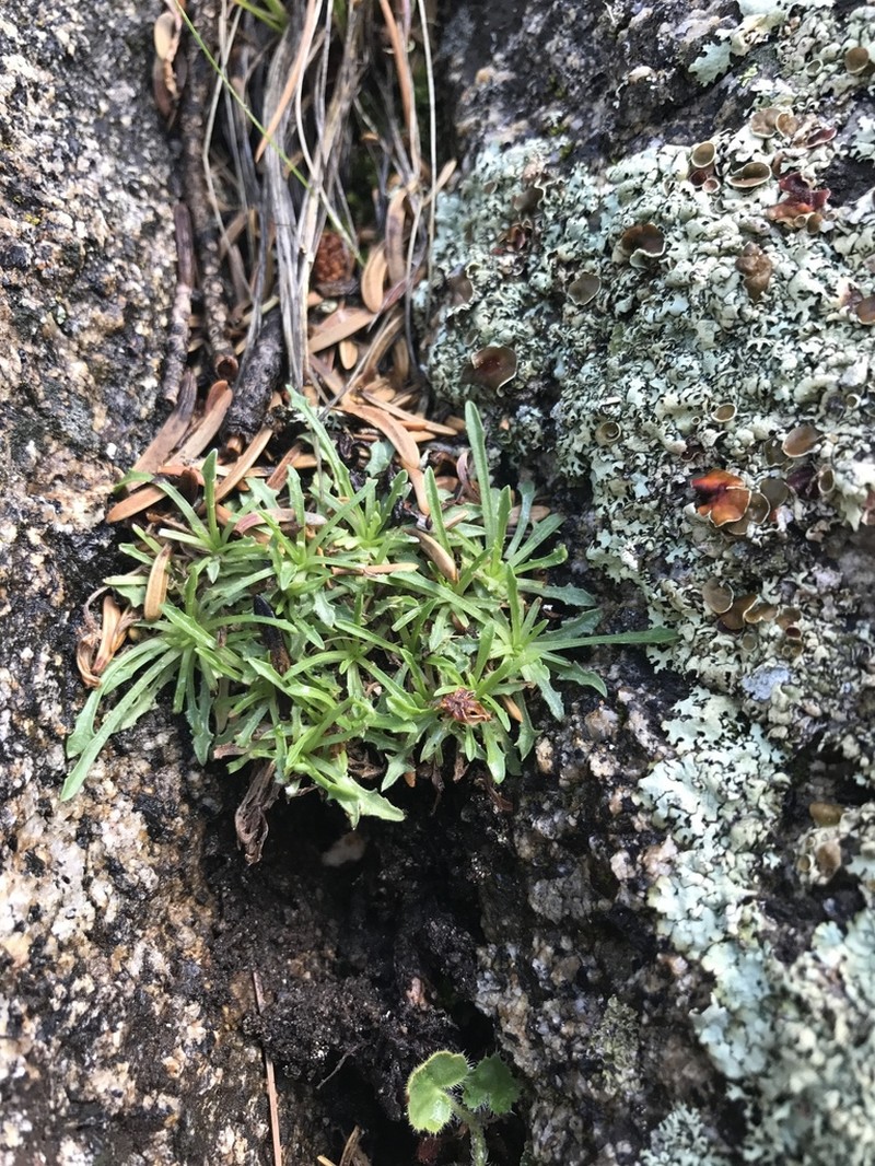 Stephanomeria monocephala photo 5