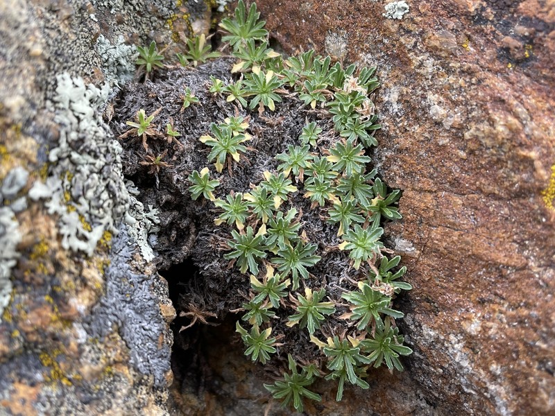 Stephanomeria monocephala photo 7