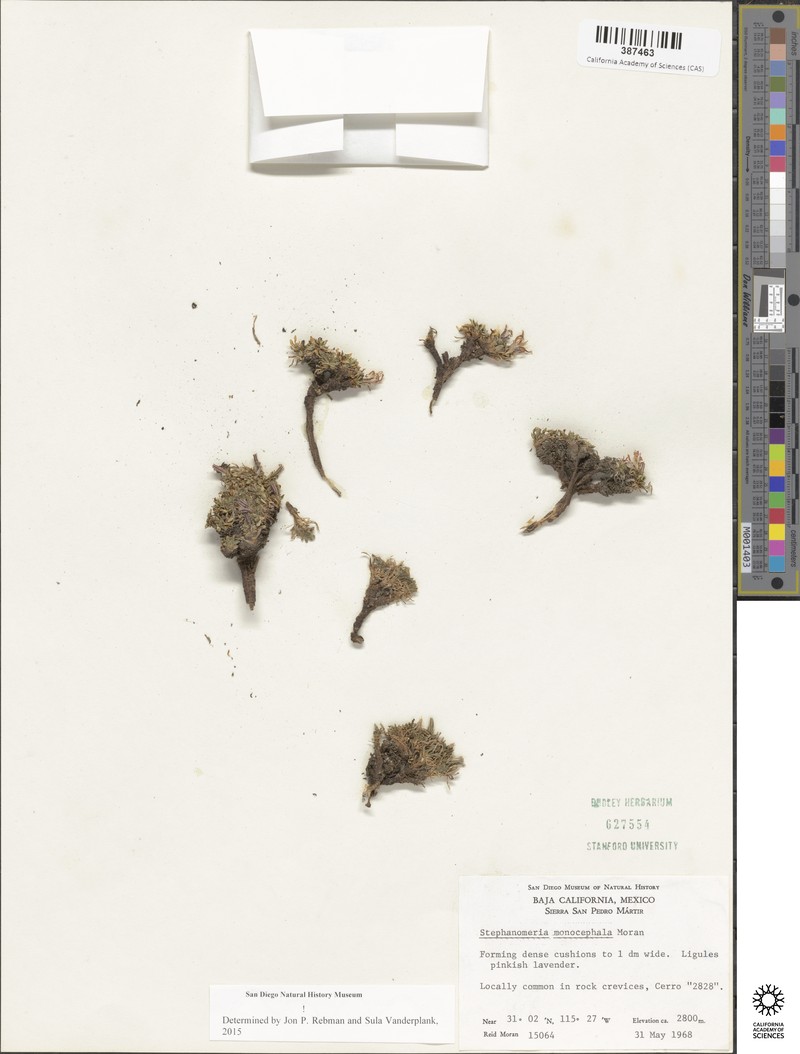 Stephanomeria monocephala photo 8
