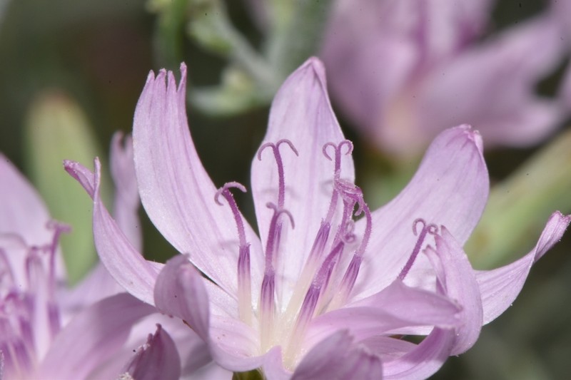 Stephanomeria occultata