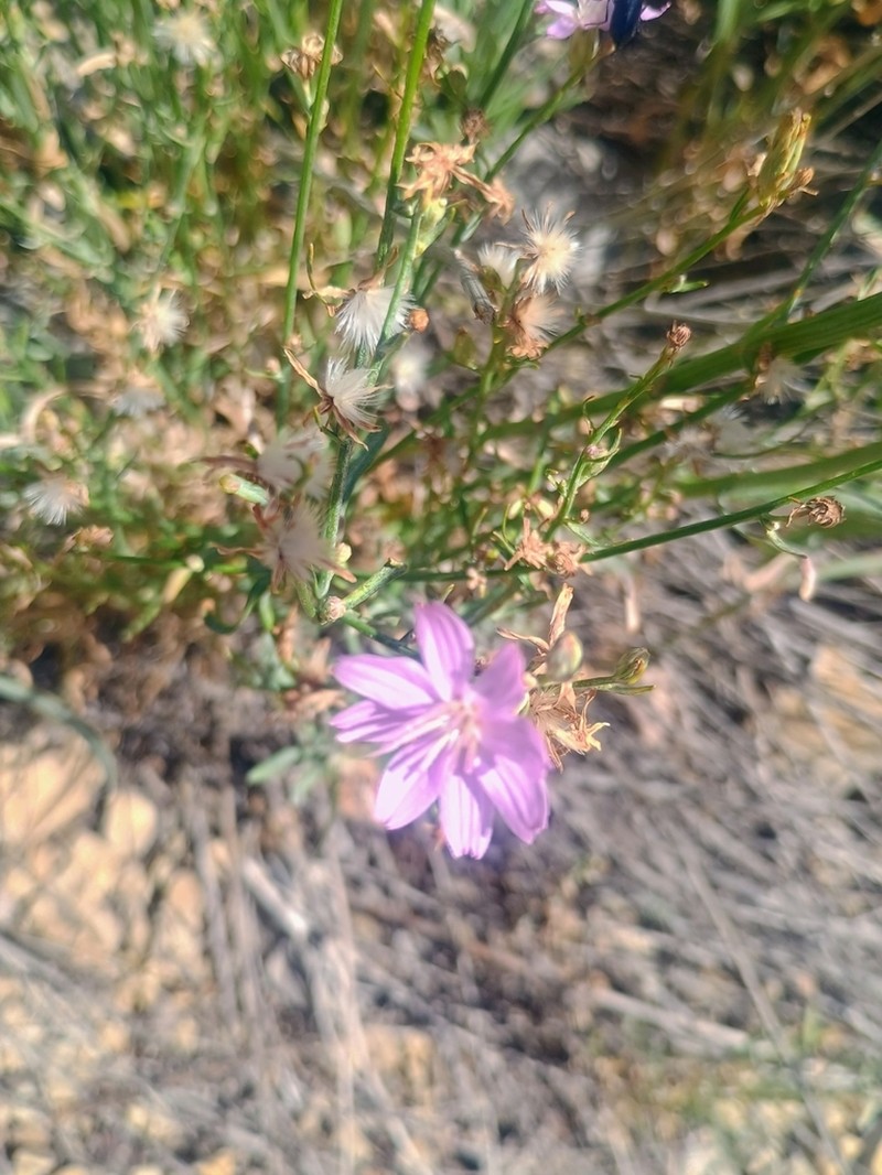 Stephanomeria occultata photo 2