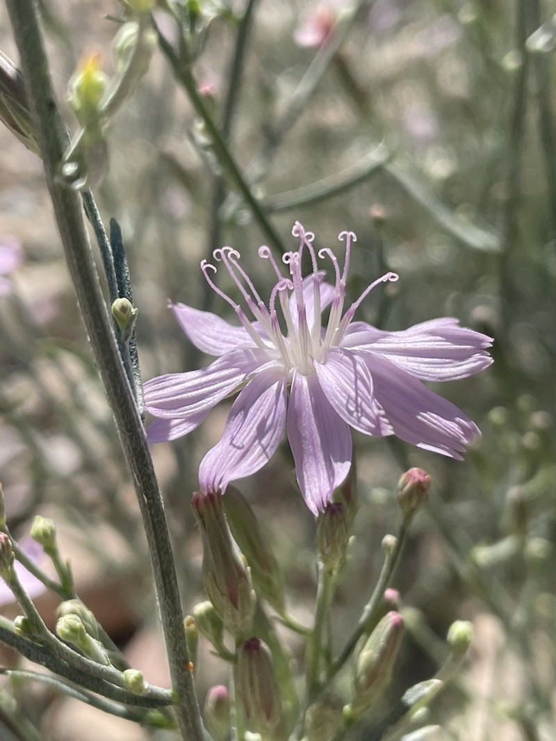 Stephanomeria occultata photo 3