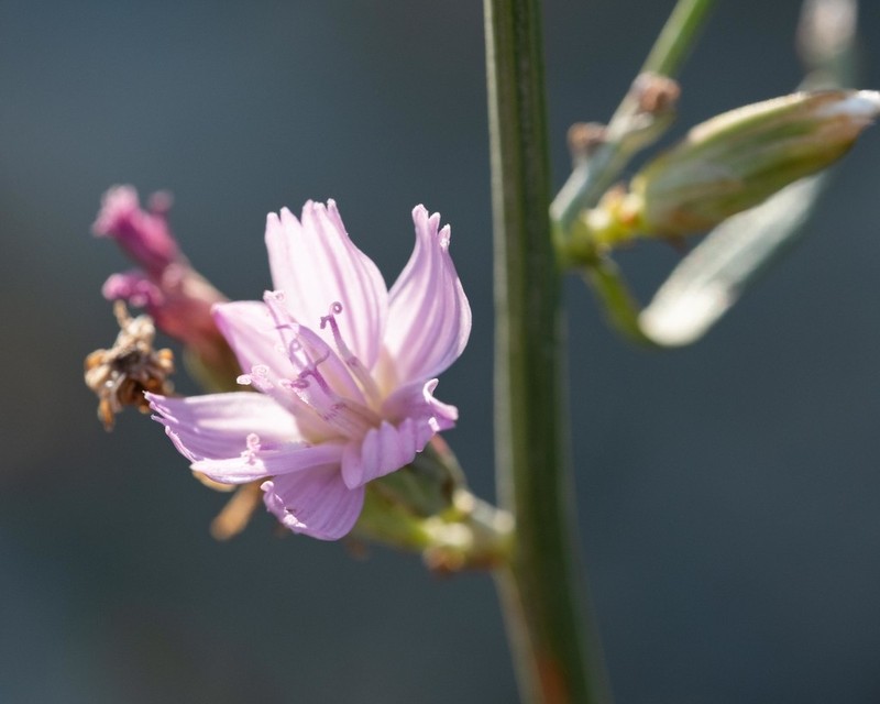 Stephanomeria occultata photo 4