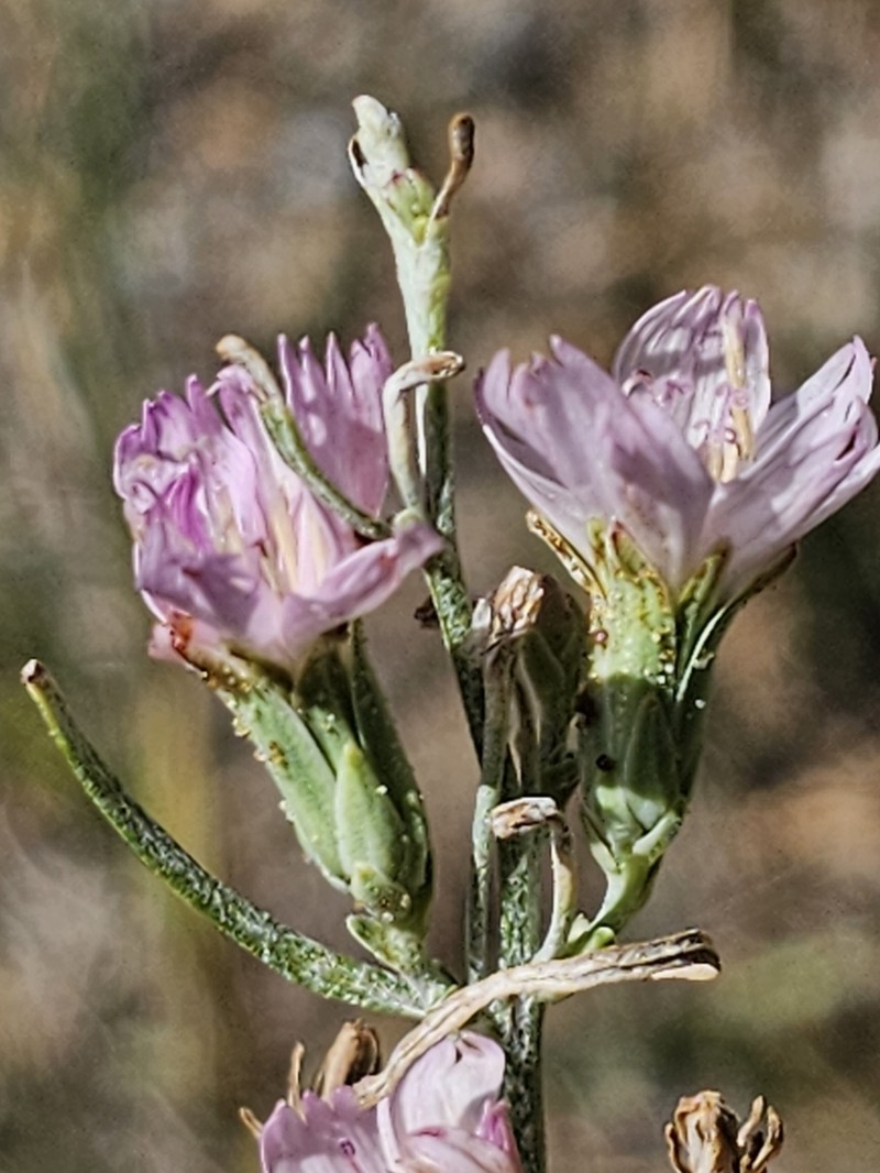 Stephanomeria occultata photo 5
