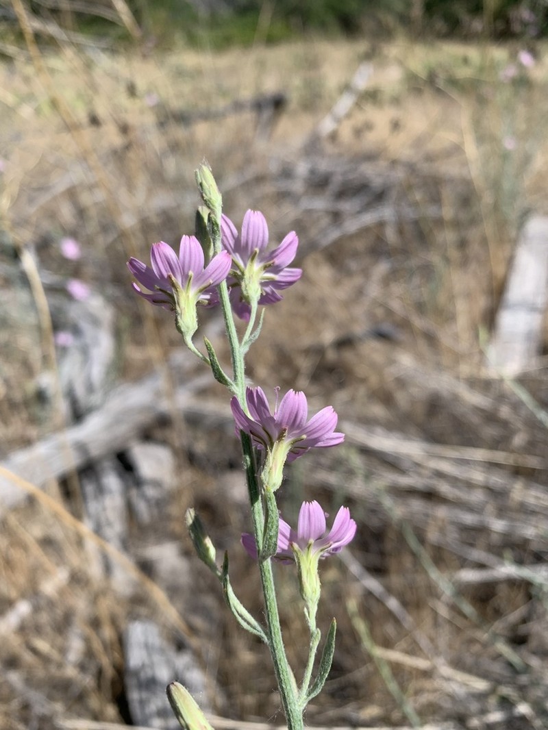 Stephanomeria occultata photo 6