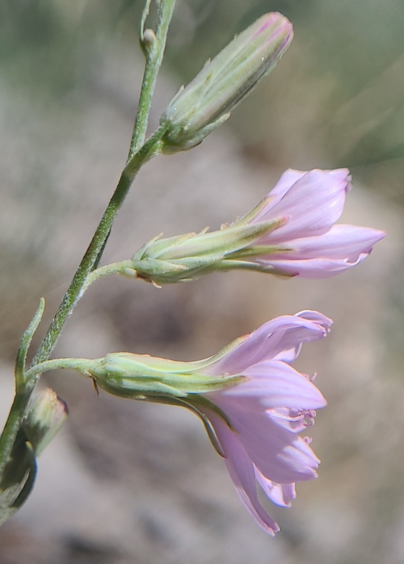Stephanomeria occultata photo 7