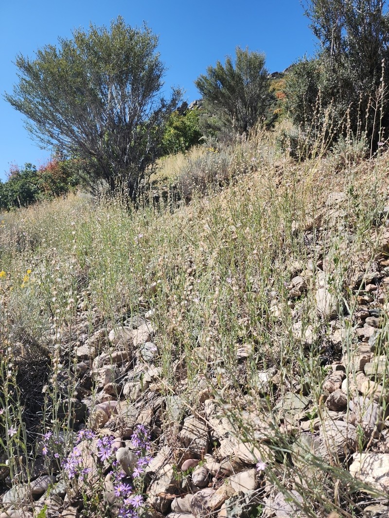 Stephanomeria occultata photo 8