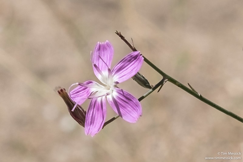 Tufted Wirelettuce