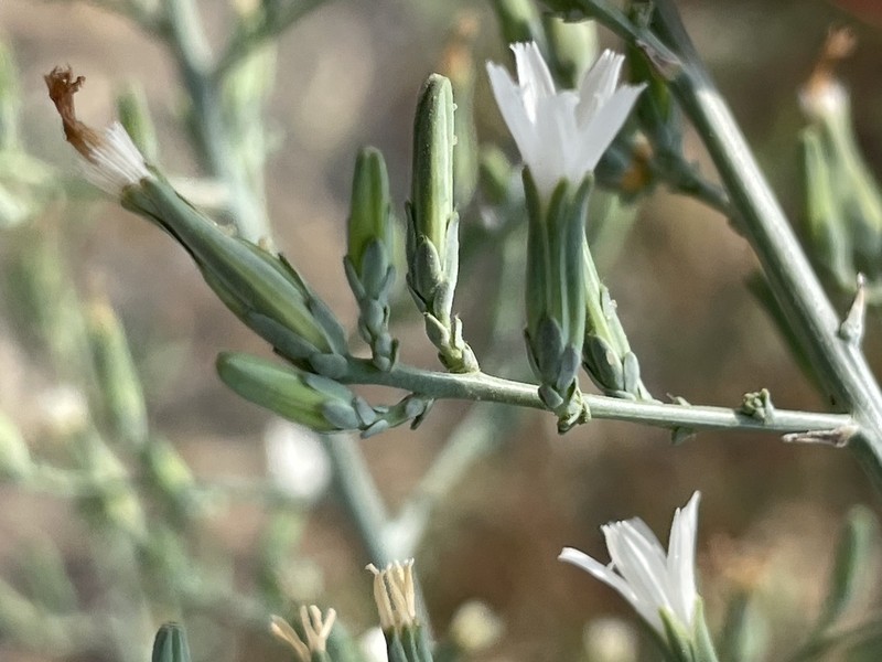 Tufted Wirelettuce photo 2