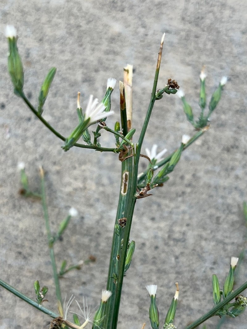 Tufted Wirelettuce photo 6