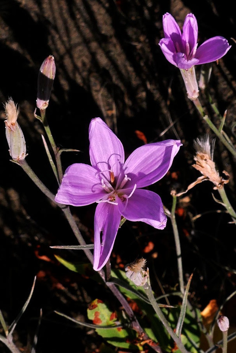 Tufted Wirelettuce photo 7