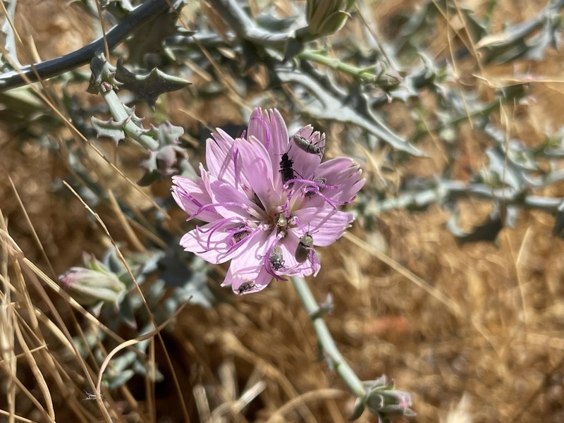 Parry's Wirelettuce photo 2
