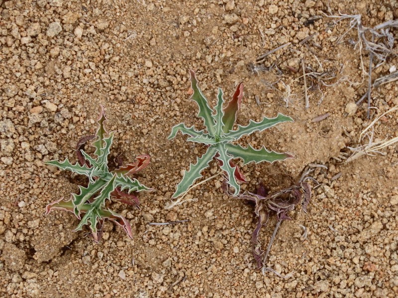 Parry's Wirelettuce photo 4