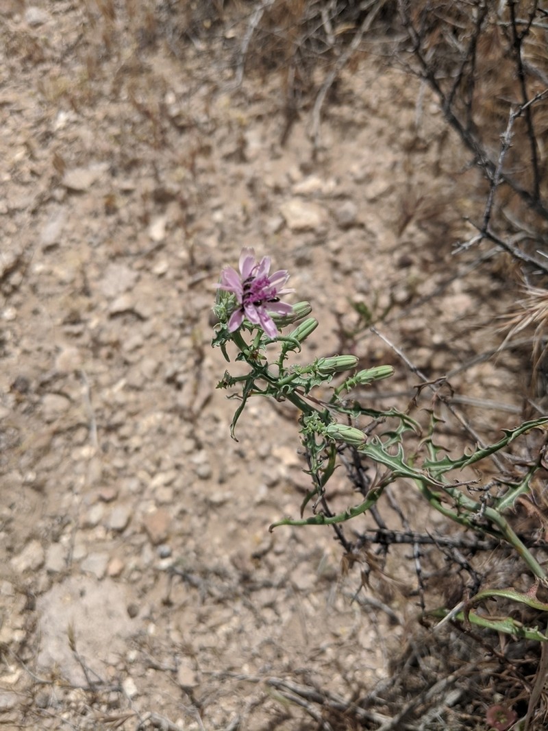 Parry's Wirelettuce photo 7