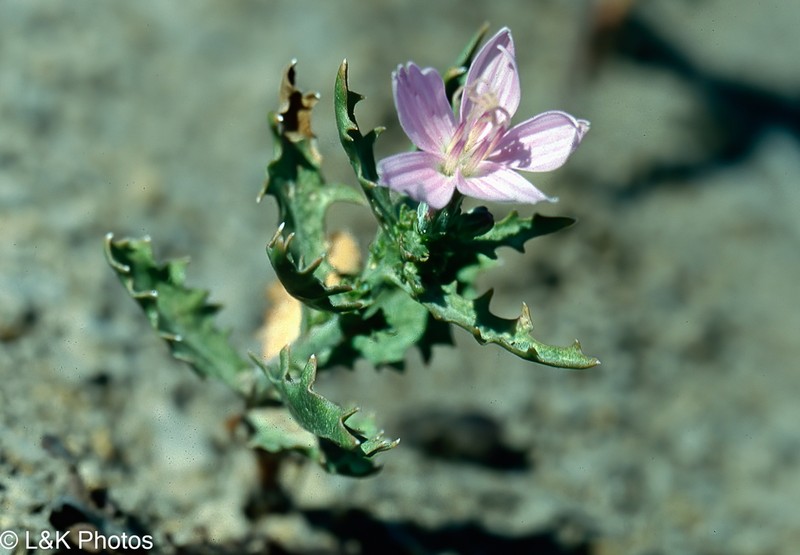 Desert Wirelettuce photo 3