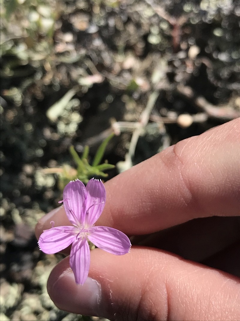 Desert Wirelettuce photo 4