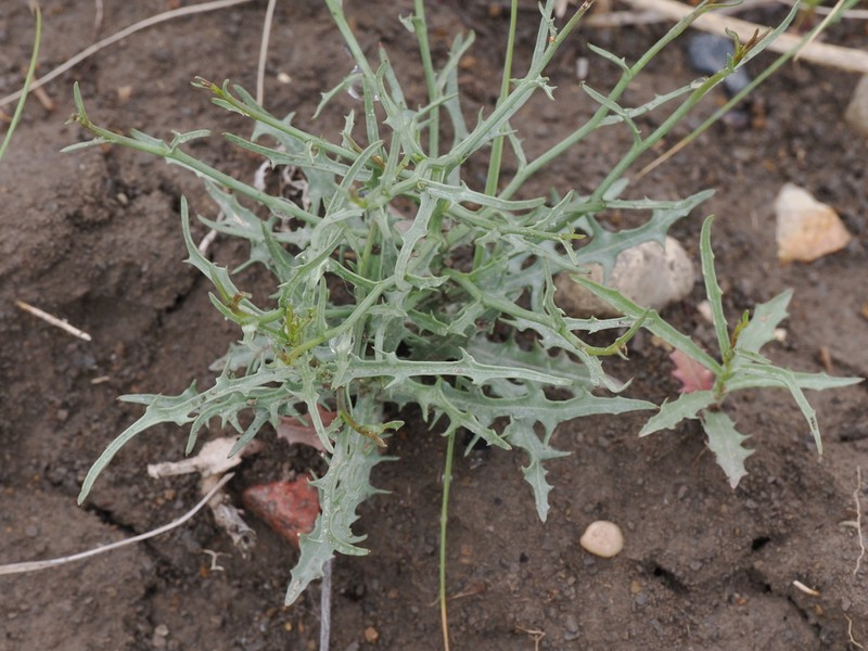 Desert Wirelettuce photo 6
