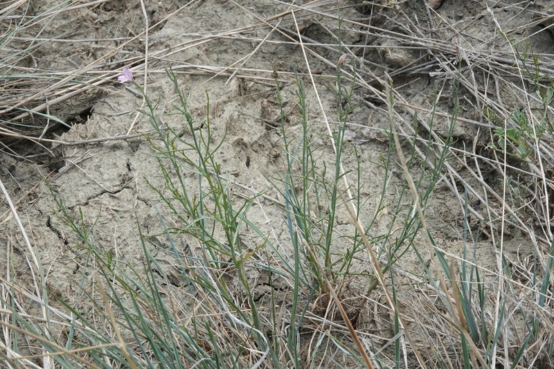 Desert Wirelettuce photo 7