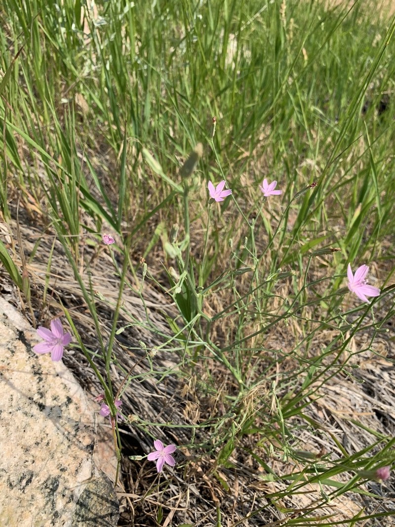 Desert Wirelettuce photo 8
