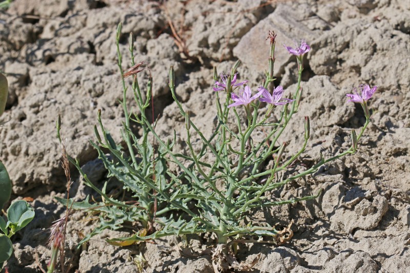 Desert Wirelettuce photo 2