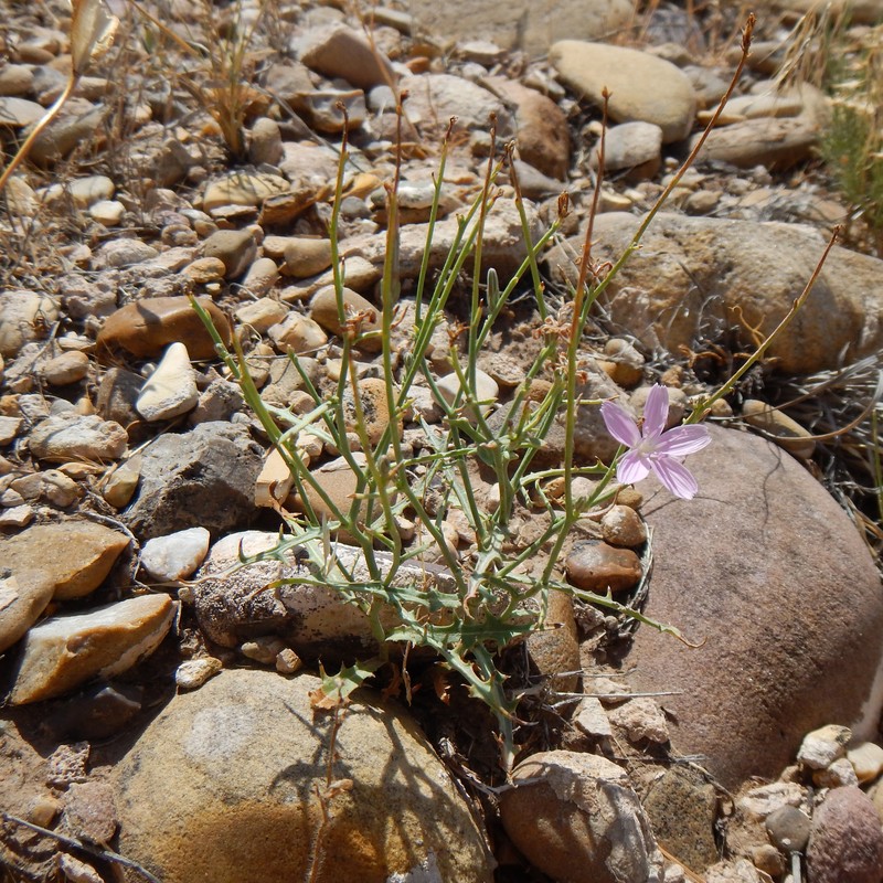 Desert Wirelettuce