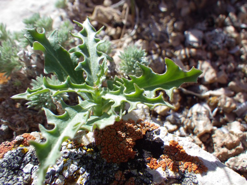 Desert Wirelettuce photo 3