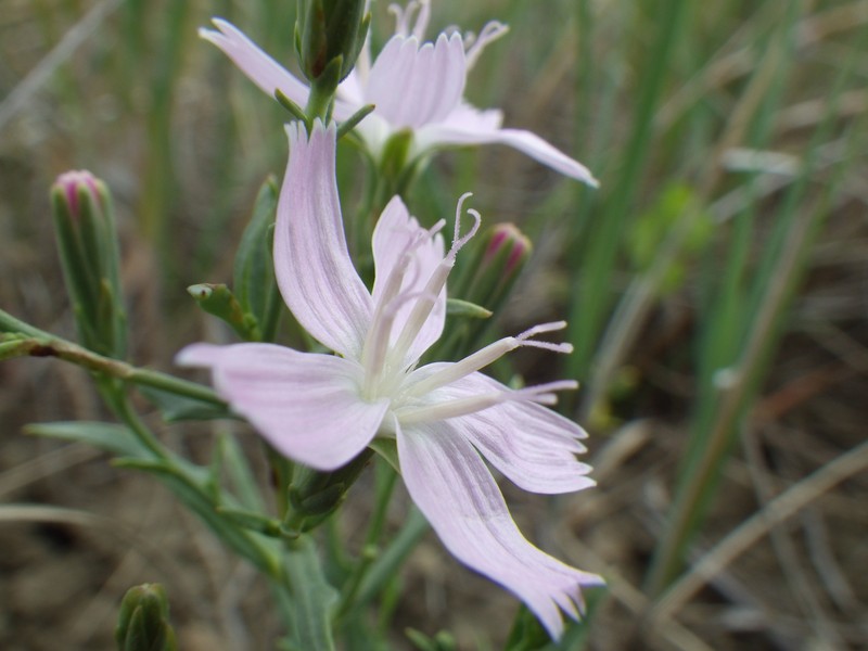 Desert Wirelettuce photo 4