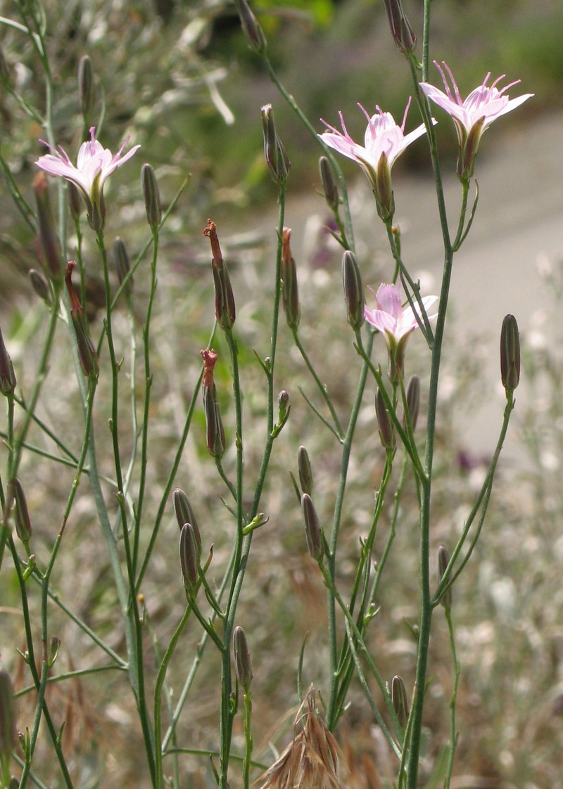 Lesser Wirelettuce