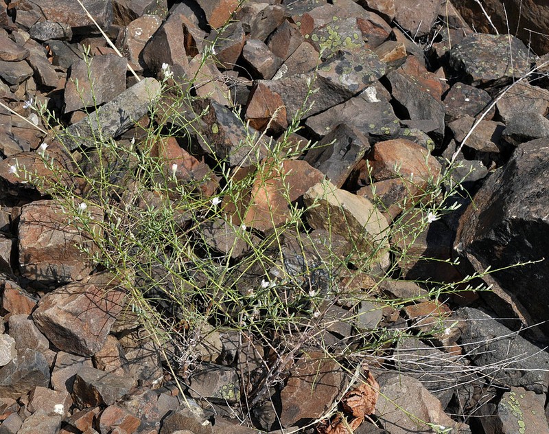 Lesser Wirelettuce photo 2
